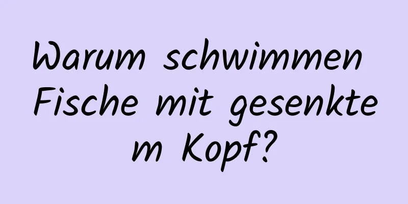 Warum schwimmen Fische mit gesenktem Kopf?