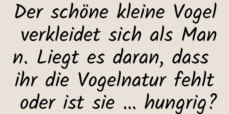 Der schöne kleine Vogel verkleidet sich als Mann. Liegt es daran, dass ihr die Vogelnatur fehlt oder ist sie … hungrig?