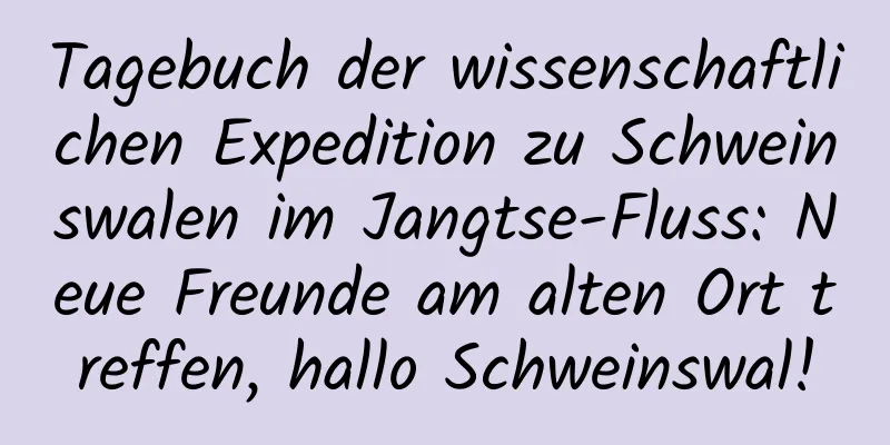 Tagebuch der wissenschaftlichen Expedition zu Schweinswalen im Jangtse-Fluss: Neue Freunde am alten Ort treffen, hallo Schweinswal!