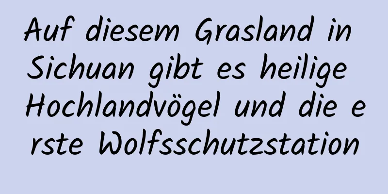 Auf diesem Grasland in Sichuan gibt es heilige Hochlandvögel und die erste Wolfsschutzstation