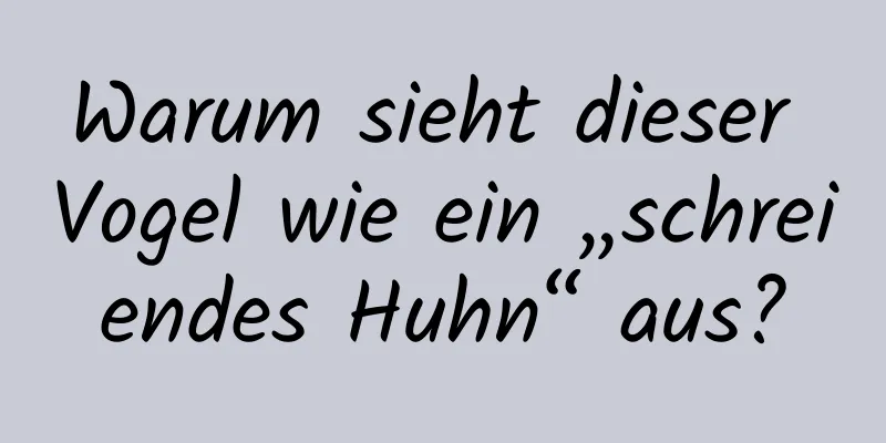 Warum sieht dieser Vogel wie ein „schreiendes Huhn“ aus?