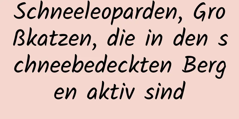 Schneeleoparden, Großkatzen, die in den schneebedeckten Bergen aktiv sind