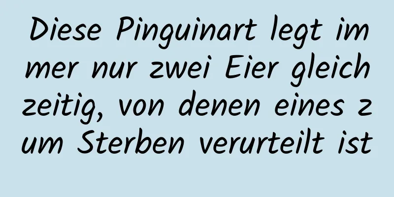 Diese Pinguinart legt immer nur zwei Eier gleichzeitig, von denen eines zum Sterben verurteilt ist