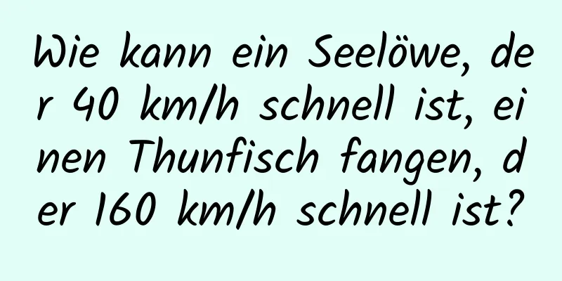 Wie kann ein Seelöwe, der 40 km/h schnell ist, einen Thunfisch fangen, der 160 km/h schnell ist?