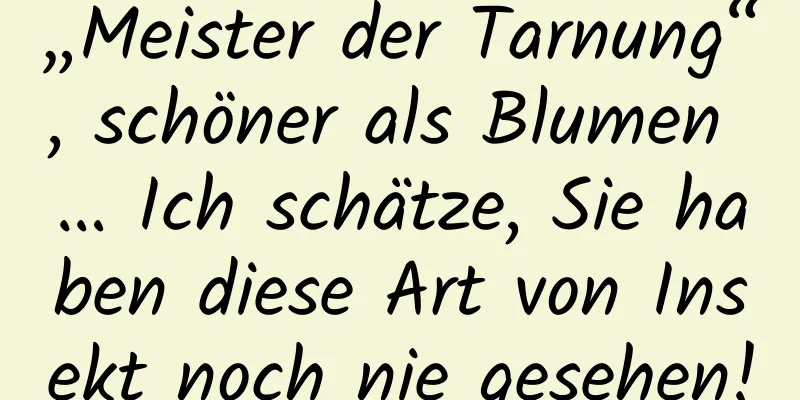 „Meister der Tarnung“, schöner als Blumen … Ich schätze, Sie haben diese Art von Insekt noch nie gesehen!