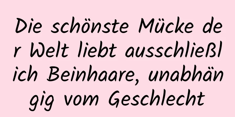 Die schönste Mücke der Welt liebt ausschließlich Beinhaare, unabhängig vom Geschlecht