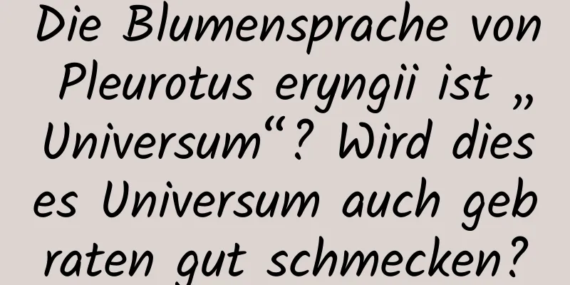 Die Blumensprache von Pleurotus eryngii ist „Universum“? Wird dieses Universum auch gebraten gut schmecken?