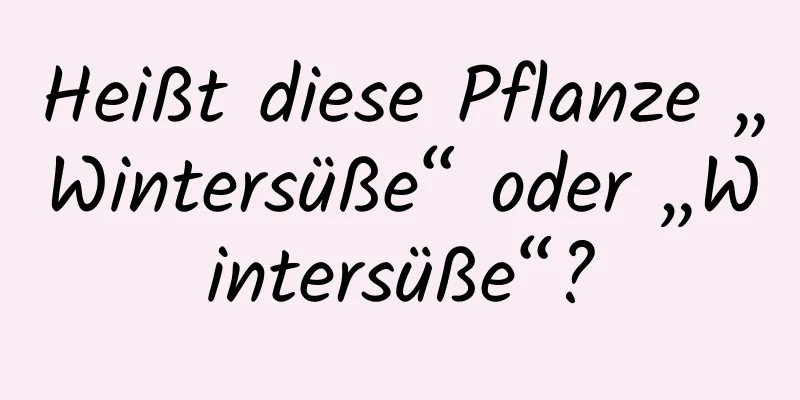 Heißt diese Pflanze „Wintersüße“ oder „Wintersüße“?