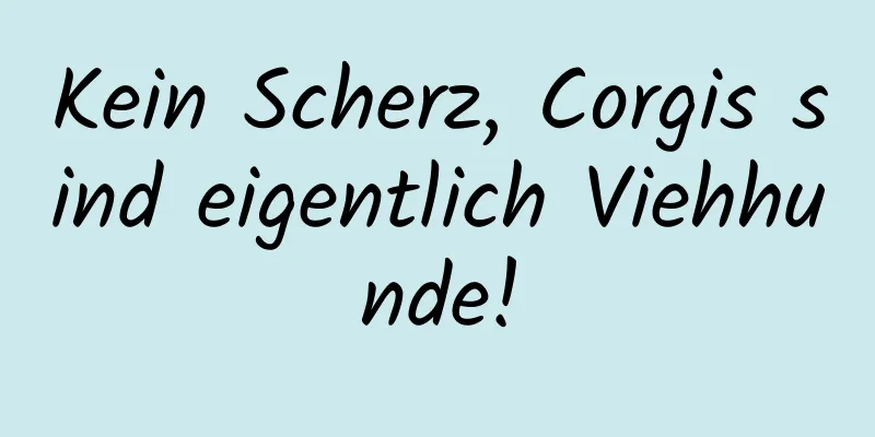 Kein Scherz, Corgis sind eigentlich Viehhunde!