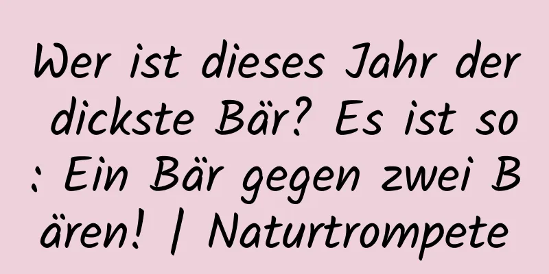 Wer ist dieses Jahr der dickste Bär? Es ist so: Ein Bär gegen zwei Bären! | Naturtrompete