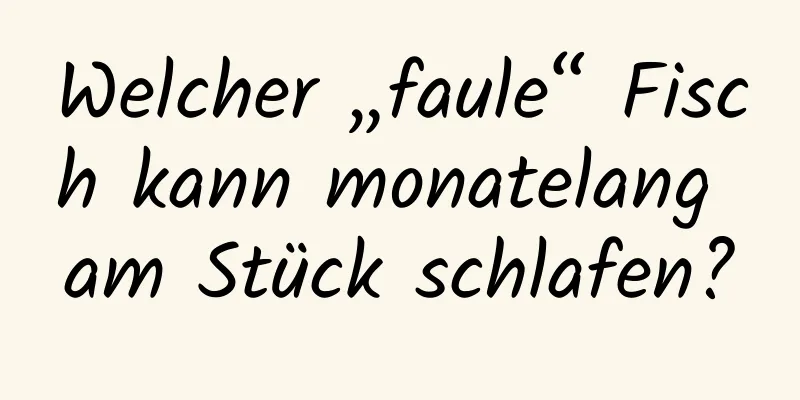 Welcher „faule“ Fisch kann monatelang am Stück schlafen?