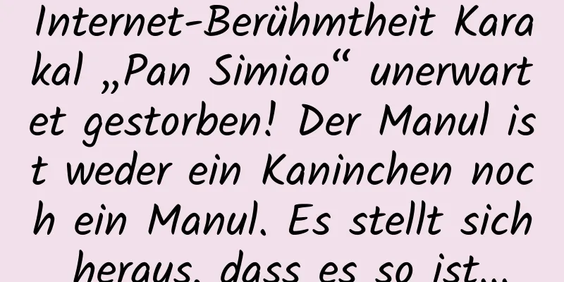 Internet-Berühmtheit Karakal „Pan Simiao“ unerwartet gestorben! Der Manul ist weder ein Kaninchen noch ein Manul. Es stellt sich heraus, dass es so ist...