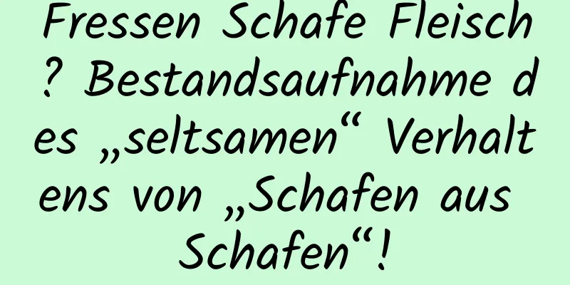 Fressen Schafe Fleisch? Bestandsaufnahme des „seltsamen“ Verhaltens von „Schafen aus Schafen“!