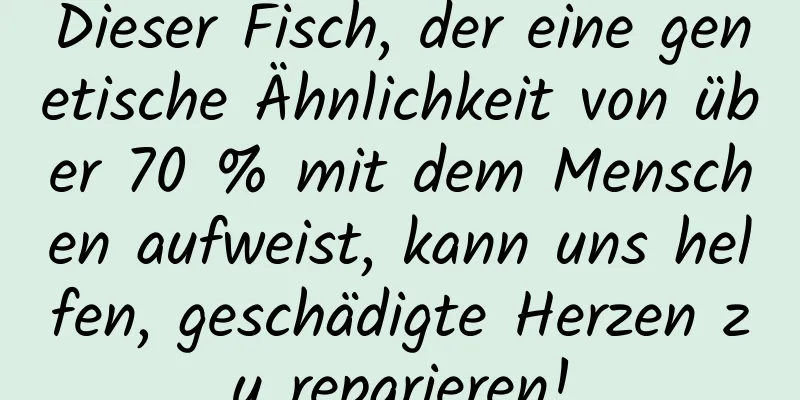 Dieser Fisch, der eine genetische Ähnlichkeit von über 70 % mit dem Menschen aufweist, kann uns helfen, geschädigte Herzen zu reparieren!