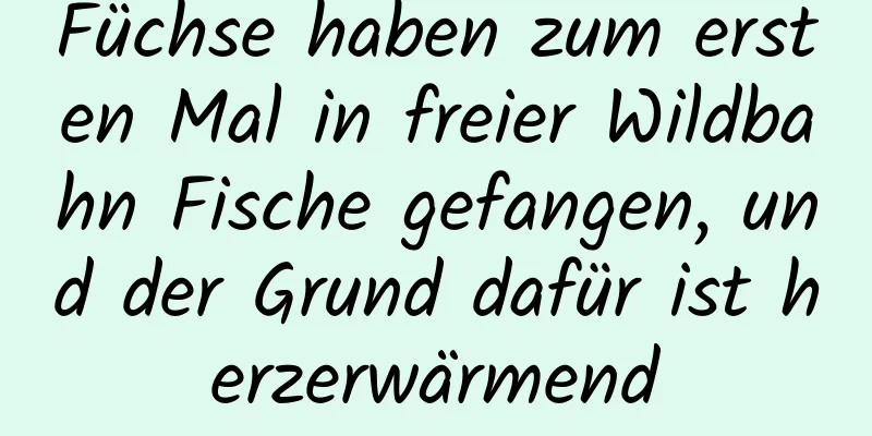 Füchse haben zum ersten Mal in freier Wildbahn Fische gefangen, und der Grund dafür ist herzerwärmend