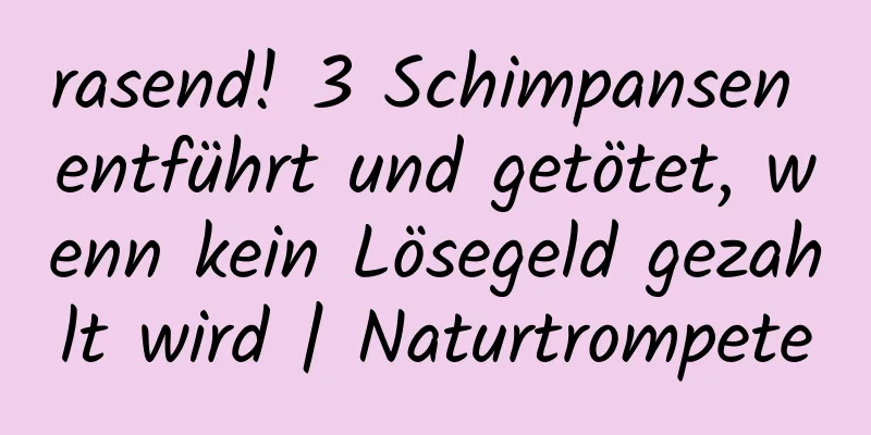 rasend! 3 Schimpansen entführt und getötet, wenn kein Lösegeld gezahlt wird | Naturtrompete