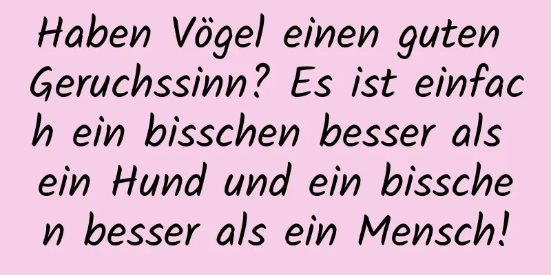 Haben Vögel einen guten Geruchssinn? Es ist einfach ein bisschen besser als ein Hund und ein bisschen besser als ein Mensch!