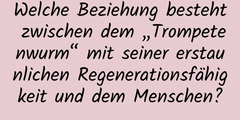 Welche Beziehung besteht zwischen dem „Trompetenwurm“ mit seiner erstaunlichen Regenerationsfähigkeit und dem Menschen?