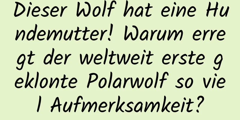 Dieser Wolf hat eine Hundemutter! Warum erregt der weltweit erste geklonte Polarwolf so viel Aufmerksamkeit?