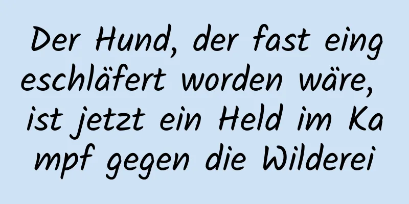 Der Hund, der fast eingeschläfert worden wäre, ist jetzt ein Held im Kampf gegen die Wilderei