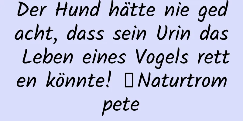 Der Hund hätte nie gedacht, dass sein Urin das Leben eines Vogels retten könnte! ｜Naturtrompete