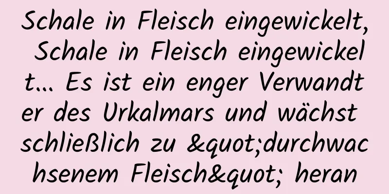 Schale in Fleisch eingewickelt, Schale in Fleisch eingewickelt... Es ist ein enger Verwandter des Urkalmars und wächst schließlich zu "durchwachsenem Fleisch" heran