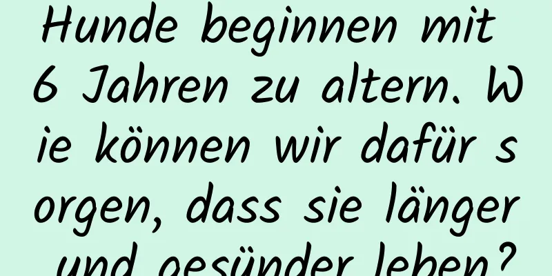 Hunde beginnen mit 6 Jahren zu altern. Wie können wir dafür sorgen, dass sie länger und gesünder leben?