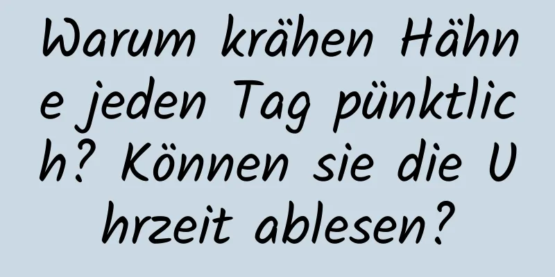 Warum krähen Hähne jeden Tag pünktlich? Können sie die Uhrzeit ablesen?