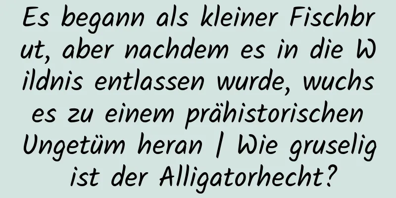 Es begann als kleiner Fischbrut, aber nachdem es in die Wildnis entlassen wurde, wuchs es zu einem prähistorischen Ungetüm heran | Wie gruselig ist der Alligatorhecht?
