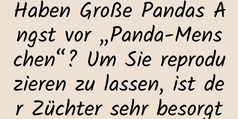 Haben Große Pandas Angst vor „Panda-Menschen“? Um Sie reproduzieren zu lassen, ist der Züchter sehr besorgt