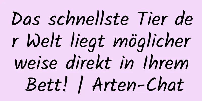 Das schnellste Tier der Welt liegt möglicherweise direkt in Ihrem Bett! | Arten-Chat