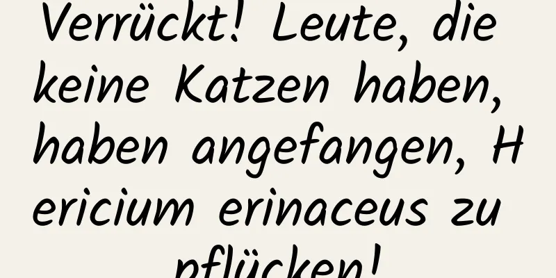 Verrückt! Leute, die keine Katzen haben, haben angefangen, Hericium erinaceus zu pflücken!