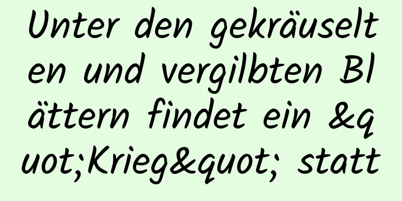 Unter den gekräuselten und vergilbten Blättern findet ein "Krieg" statt