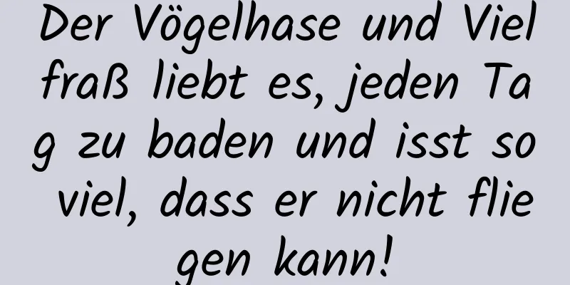 Der Vögelhase und Vielfraß liebt es, jeden Tag zu baden und isst so viel, dass er nicht fliegen kann!