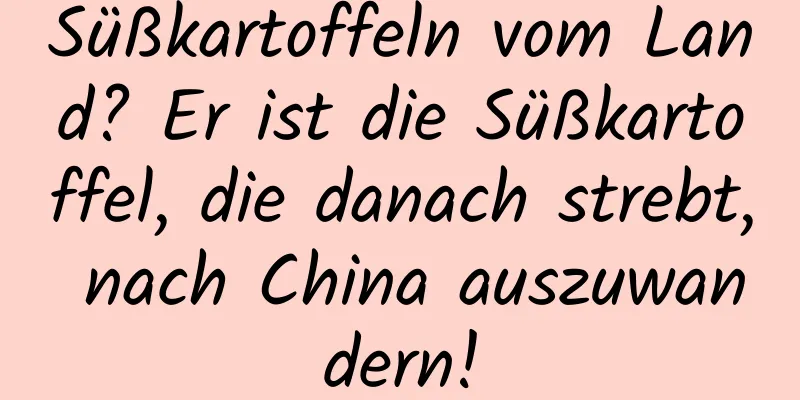 Süßkartoffeln vom Land? Er ist die Süßkartoffel, die danach strebt, nach China auszuwandern!