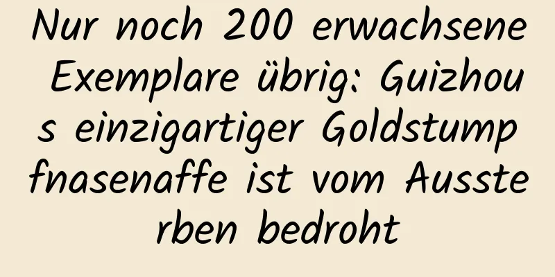 Nur noch 200 erwachsene Exemplare übrig: Guizhous einzigartiger Goldstumpfnasenaffe ist vom Aussterben bedroht