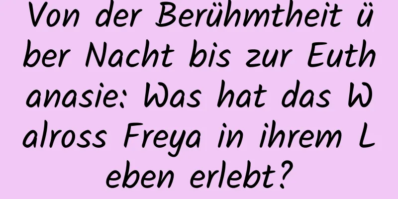 Von der Berühmtheit über Nacht bis zur Euthanasie: Was hat das Walross Freya in ihrem Leben erlebt?