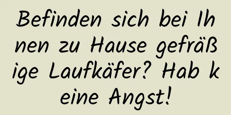 Befinden sich bei Ihnen zu Hause gefräßige Laufkäfer? Hab keine Angst!