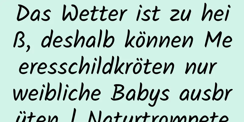 Das Wetter ist zu heiß, deshalb können Meeresschildkröten nur weibliche Babys ausbrüten | Naturtrompete