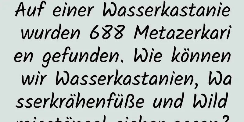 Auf einer Wasserkastanie wurden 688 Metazerkarien gefunden. Wie können wir Wasserkastanien, Wasserkrähenfüße und Wildreisstängel sicher essen?