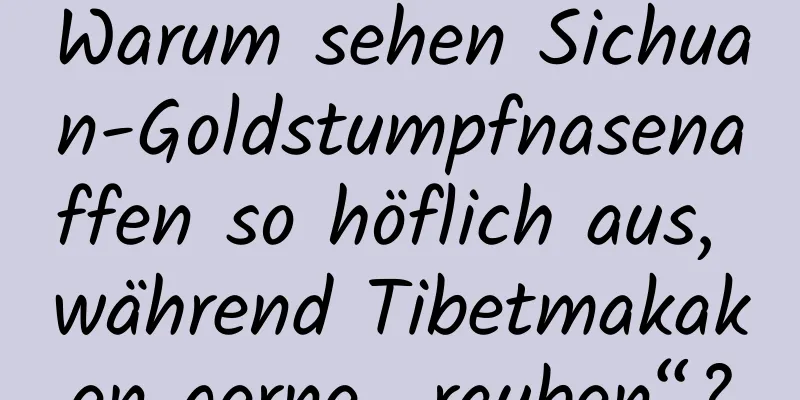 Warum sehen Sichuan-Goldstumpfnasenaffen so höflich aus, während Tibetmakaken gerne „rauben“?