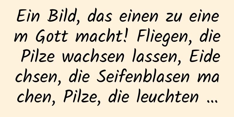 Ein Bild, das einen zu einem Gott macht! Fliegen, die Pilze wachsen lassen, Eidechsen, die Seifenblasen machen, Pilze, die leuchten …
