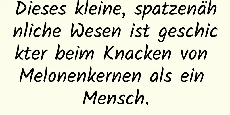 Dieses kleine, spatzenähnliche Wesen ist geschickter beim Knacken von Melonenkernen als ein Mensch.