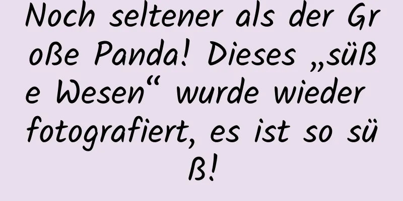 Noch seltener als der Große Panda! Dieses „süße Wesen“ wurde wieder fotografiert, es ist so süß!