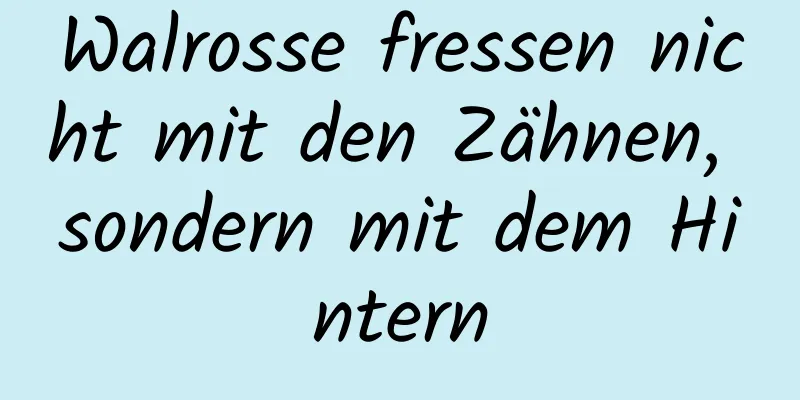 Walrosse fressen nicht mit den Zähnen, sondern mit dem Hintern