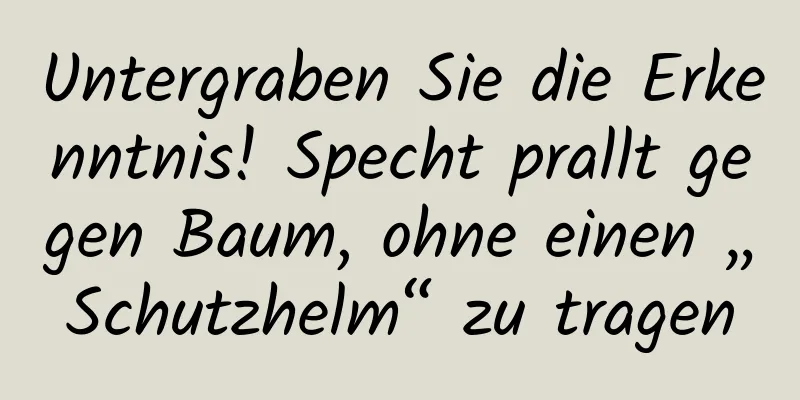 Untergraben Sie die Erkenntnis! Specht prallt gegen Baum, ohne einen „Schutzhelm“ zu tragen
