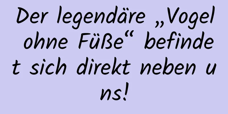 Der legendäre „Vogel ohne Füße“ befindet sich direkt neben uns!