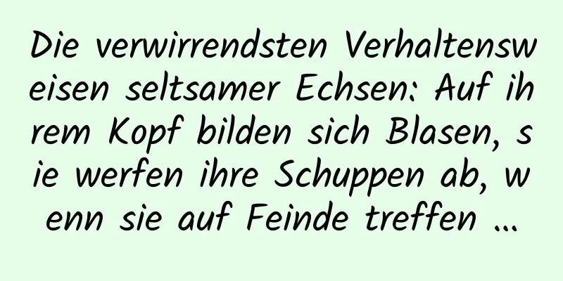 Die verwirrendsten Verhaltensweisen seltsamer Echsen: Auf ihrem Kopf bilden sich Blasen, sie werfen ihre Schuppen ab, wenn sie auf Feinde treffen …