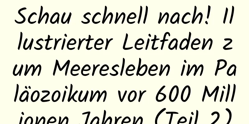 Schau schnell nach! Illustrierter Leitfaden zum Meeresleben im Paläozoikum vor 600 Millionen Jahren (Teil 2)