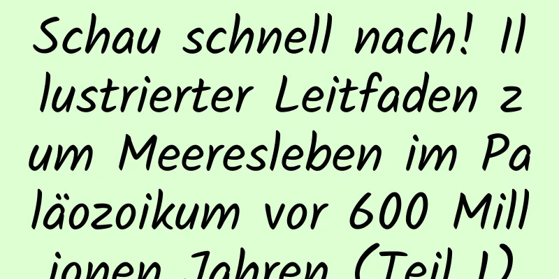 Schau schnell nach! Illustrierter Leitfaden zum Meeresleben im Paläozoikum vor 600 Millionen Jahren (Teil 1)